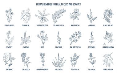 Herbal remedies for healing cuts and scrapes clipart