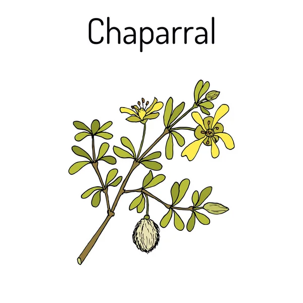Chaparral Larrea tridentata, o arbusto de creosota, greasewood, planta medicinal — Vector de stock