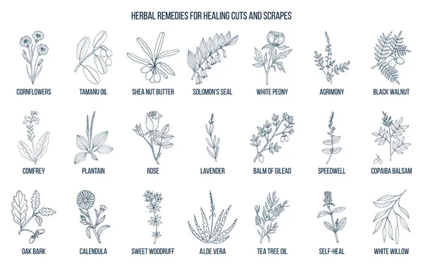 Remèdes à base de plantes pour soigner les coupures et les éraflures — Image vectorielle