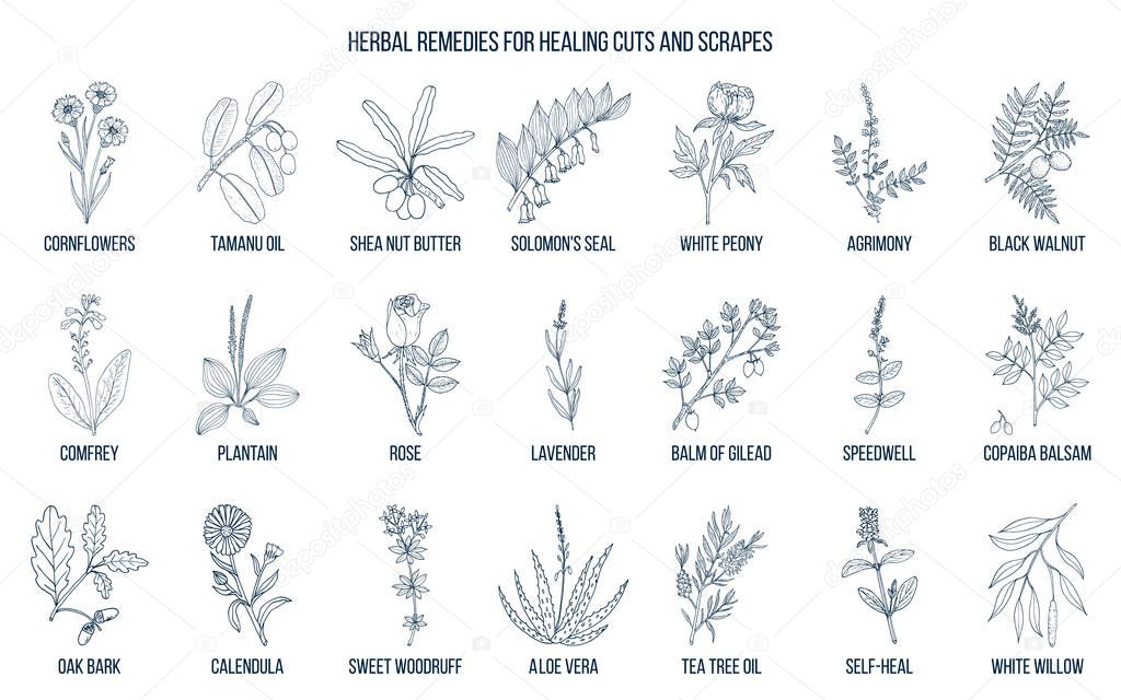 Herbal remedies for healing cuts and scrapes