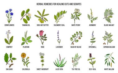 Herbal remedies for healing cuts and scrapes clipart