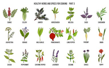Hand drawn set of culinary herbs and spices clipart