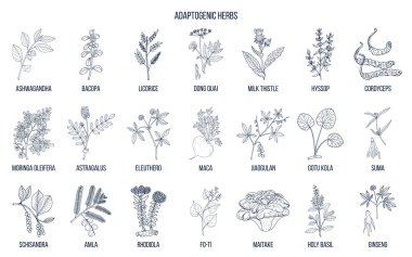 Adaptogen herbs. Hand drawn vector clipart