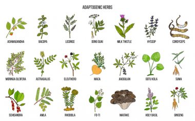 Adaptogen otlar. Elle çizilmiş vektör