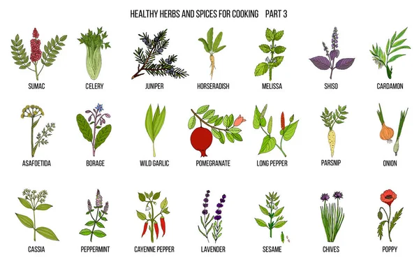 Handritad uppsättning kryddväxter och kryddor — Stock vektor