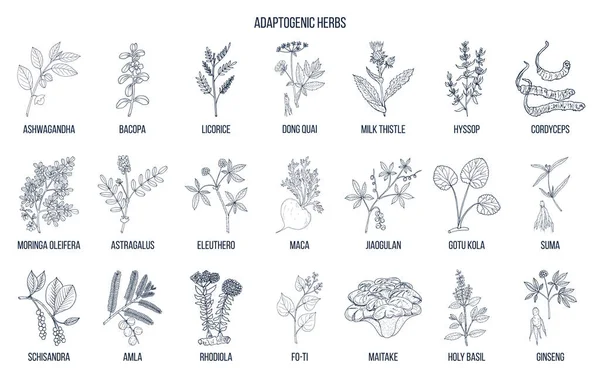 Des herbes adaptogènes. Vecteur dessiné à la main — Image vectorielle