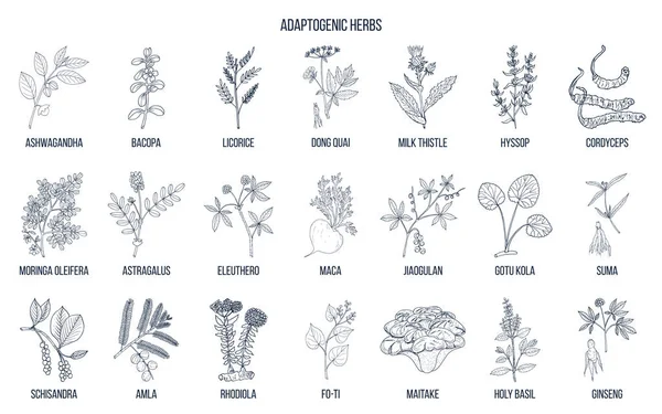 Adaptogen otlar. Elle çizilmiş vektör