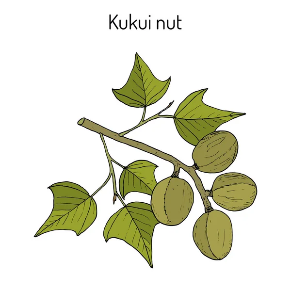 Noz de Kukui Aleurites moluccanus, ou candelabro, noz indiana, planta medicinal — Vetor de Stock