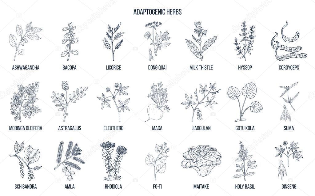 Adaptogen herbs. Hand drawn vector
