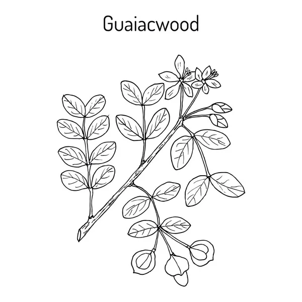 Guaiacwood Guaiacum officinale, planta medicinal — Vector de stock