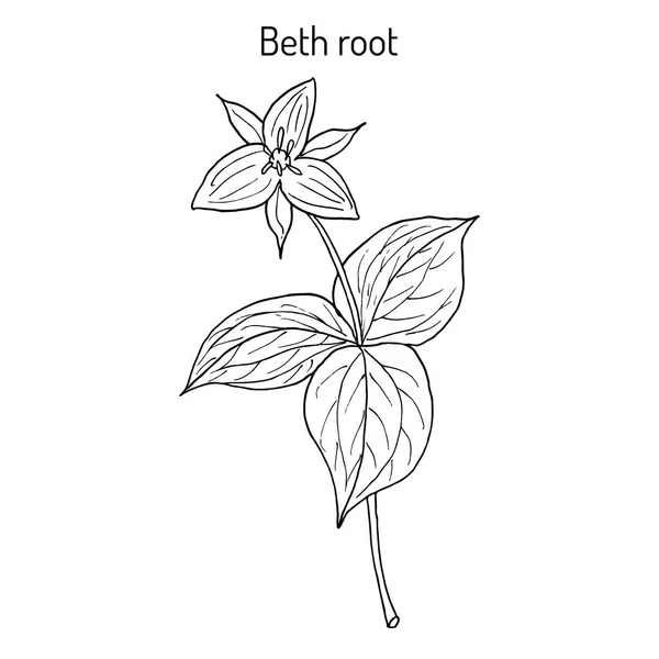 Beth Root Trillium erectum, ou wake-robin, planta medicinal — Vetor de Stock