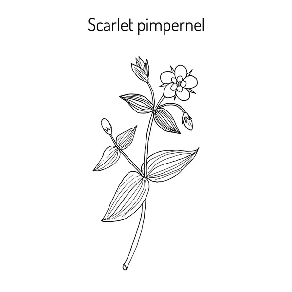 Rode pimpernel Anagallis arvensis — Stockvector