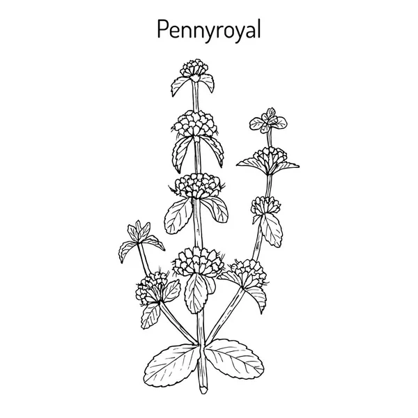 М'ята болотна Mentha pulegium, лікарська рослина — стоковий вектор