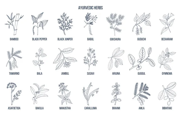 Ayurvedic herbs, natural botanical set — Stock Vector