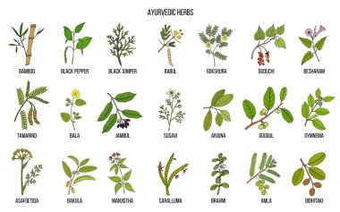 Ayurvedic herbs, natural botanical set clipart