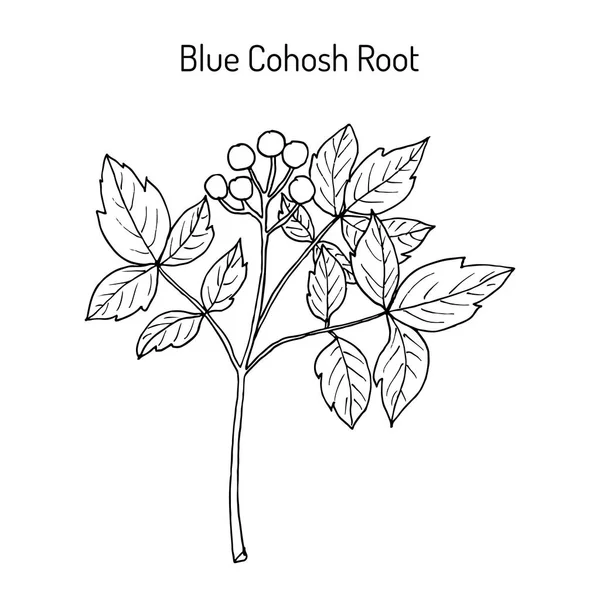 Cohosh azul Caulophyllum thalictroides, planta medicinal — Vector de stock