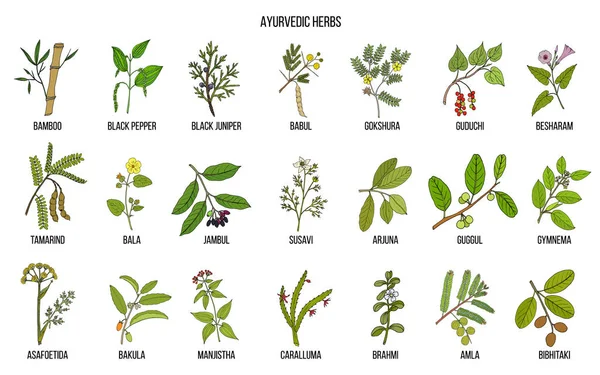 Ervas ayurvédicas, conjunto botânico natural —  Vetores de Stock