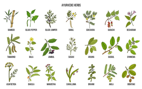 Hierbas ayurvédicas, conjunto botánico natural — Archivo Imágenes Vectoriales