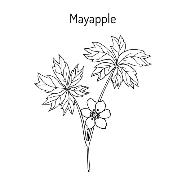 Mayapple モチノキ茎・葉のみ、または野生マンドレーク、地上レモンの薬用植物 — ストックベクタ