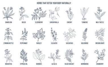 Best herbs for body detox clipart