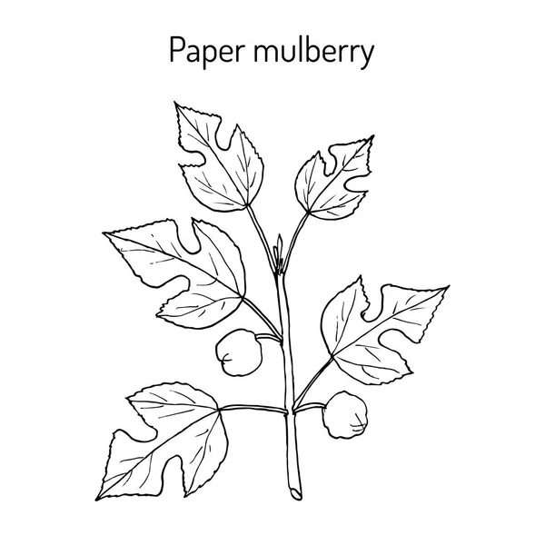 Carta Gelso Broussonetia papyrifera, pianta medicinale — Vettoriale Stock