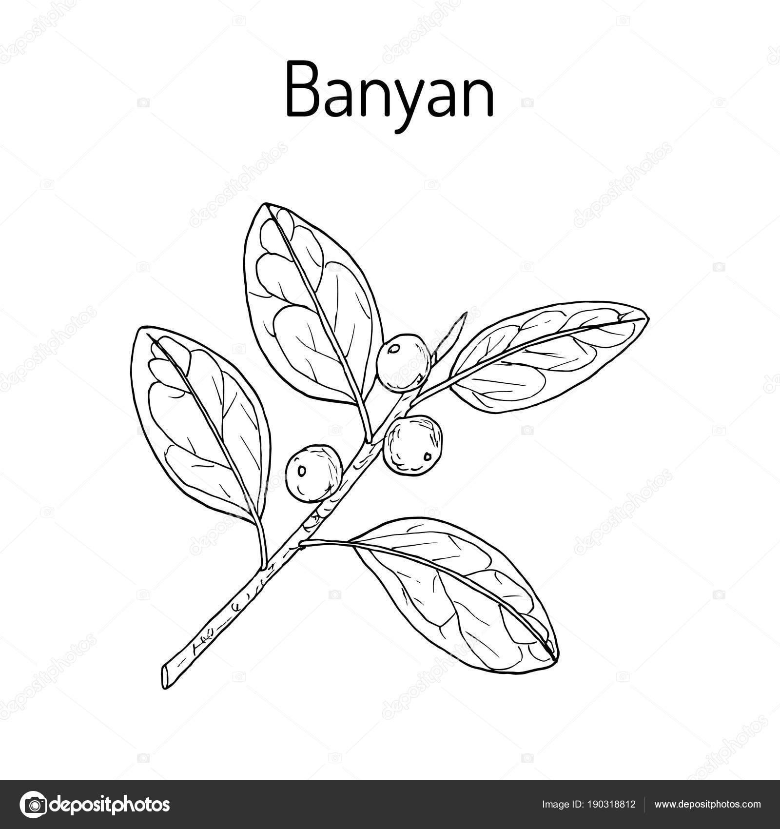How to do ballpen drawing of a banyan tree is an art tutorial video
