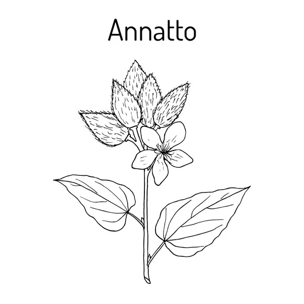 Annatto, o achiote, lápiz labial Bixa orellana, planta medicinal — Vector de stock