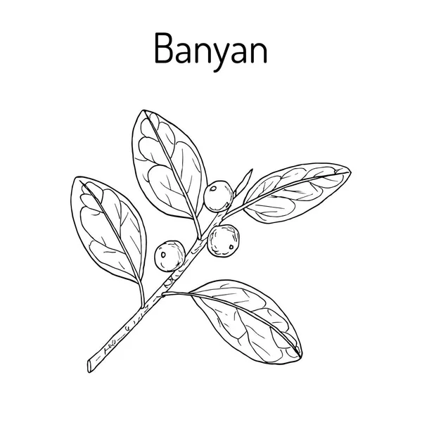 Banyan Ficus benghalensis, planta medicinal — Vetor de Stock