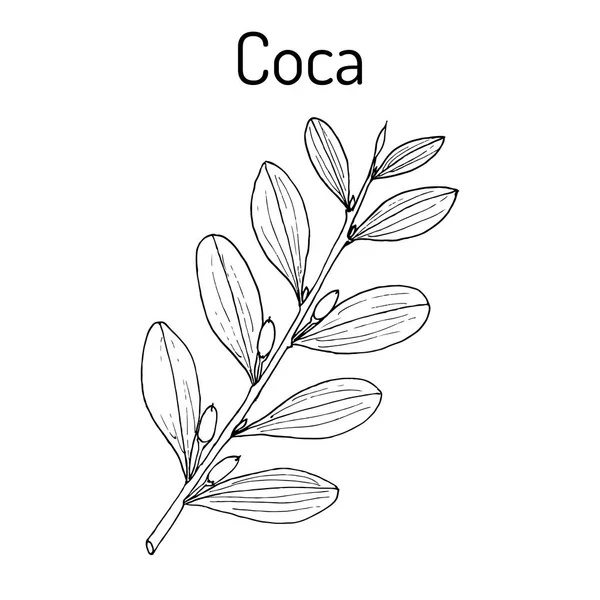 Erythroxylum coca. Ilustración vectorial — Vector de stock