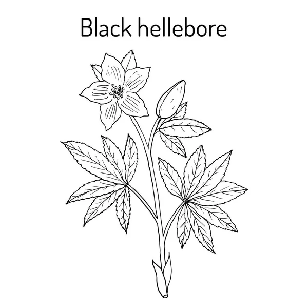 Rosa de Navidad Helleborus niger, planta de hoja perenne , — Vector de stock