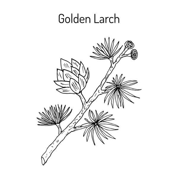 Larício dourado Pseudolarix amabilis, planta medicinal — Vetor de Stock