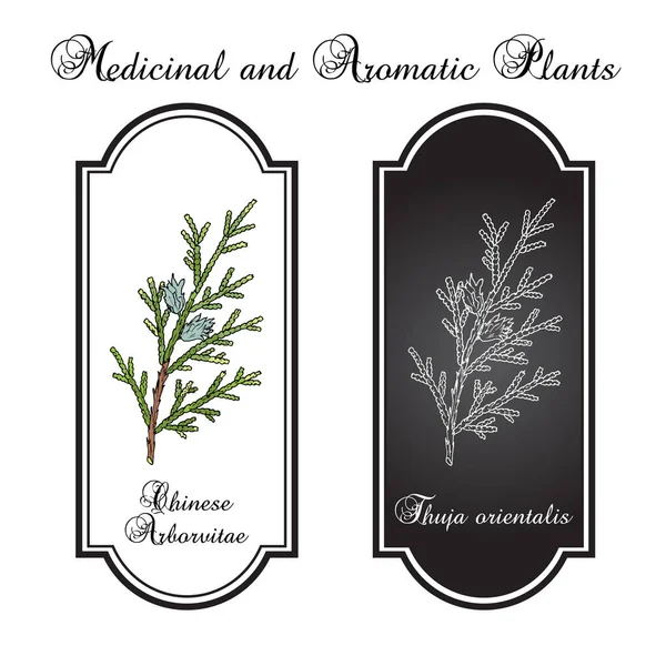 China Arborvitae Thuja orientalis, planta medicinal — Vector de stock