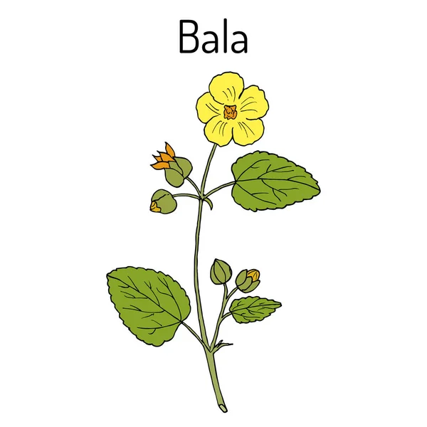 Bala sida cordifolia, o malva de campo, hierba de franela, planta medicinal — Vector de stock