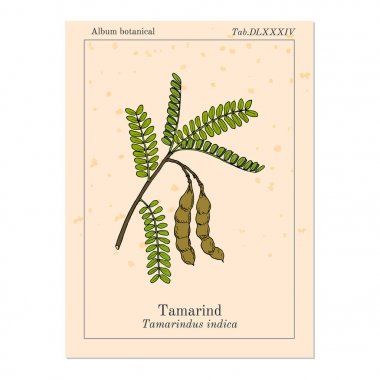 Demirhindi Tamarindus indica veya Hint tarihi, şifalı bitki