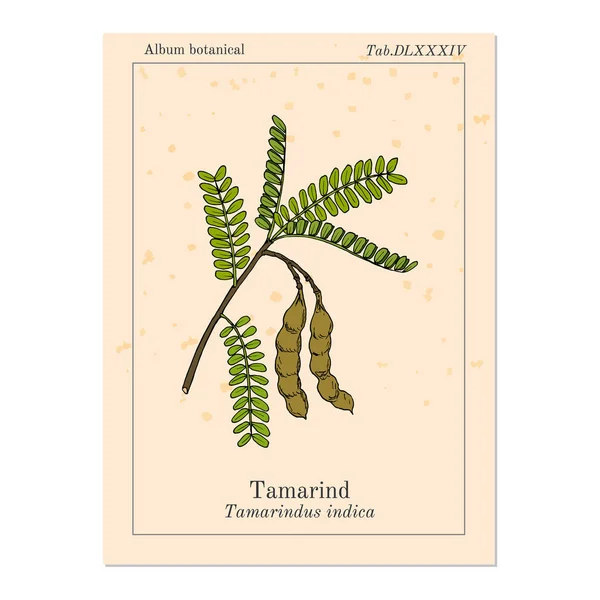 Tamarindo Tamarindus indica, o fecha india, planta medicinal — Vector de stock