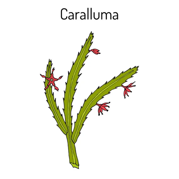 Caralluma Fimbriata, planta medicinal —  Vetores de Stock