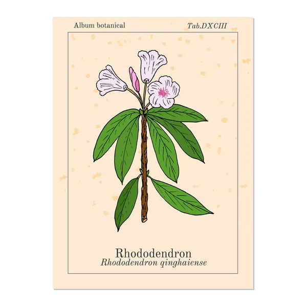 Rhododendron qinghaiense, medicinal plant — Stock Vector