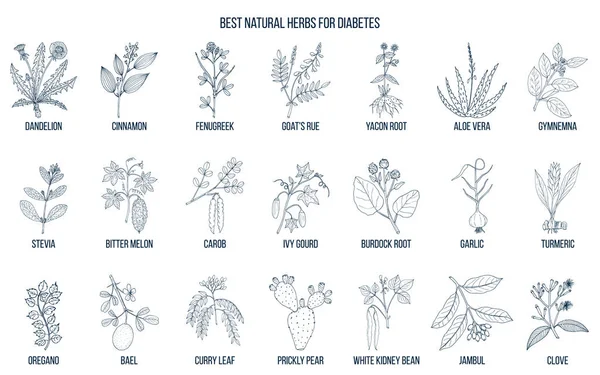 草药和香料抗击糖尿病 — 图库矢量图片