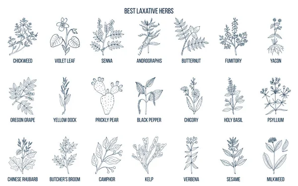 Best laxative herbs — Stock Vector