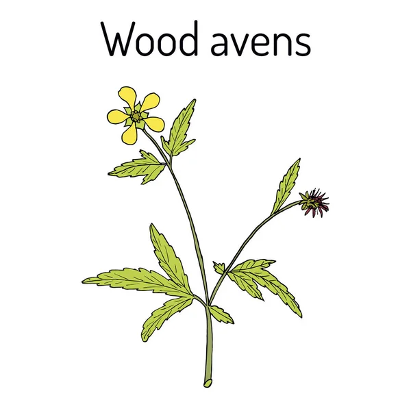 Wood avens Geum urbanum , medicinal plant — Stock Vector