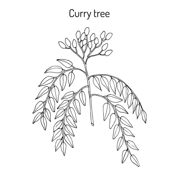 Albero di curry Murraya koenigii, pianta medicinale — Vettoriale Stock