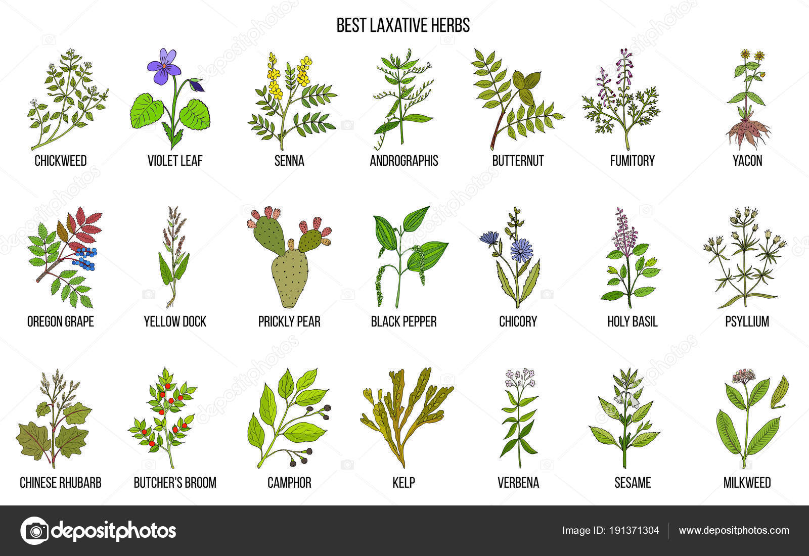 Best laxative herbs Stock Vector by ©Foxyliam 191371304