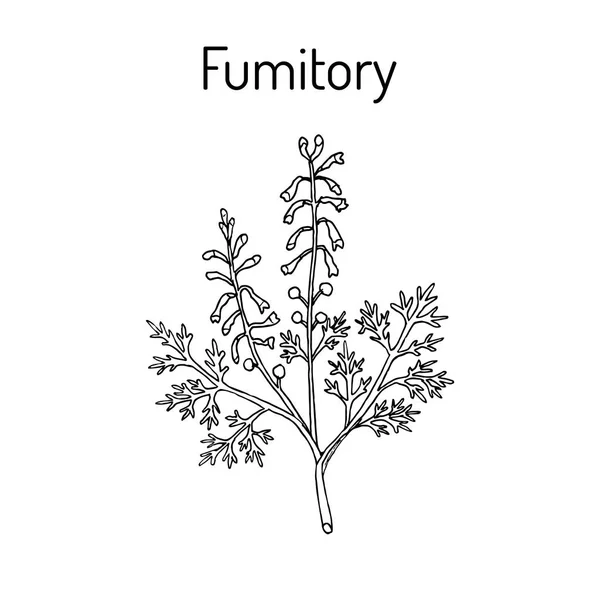 Fumitory Fumaria, 或地球烟雾 — 图库矢量图片