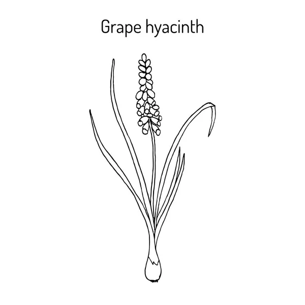 Rypäleen hyasintti Muscarin laiminlyönti, lääkekasvi — vektorikuva