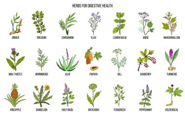 Herbs for digestive health clipart