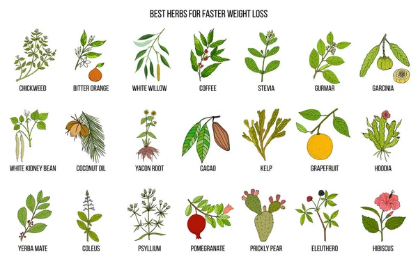 Las mejores hierbas naturales para la pérdida de peso rápida — Vector de stock