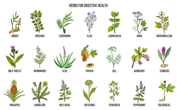 Травы для пищеварения
