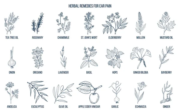 Meilleures herbes médicinales pour la douleur à l'oreille — Image vectorielle