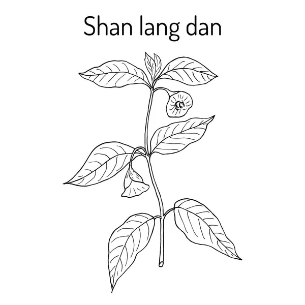 Anisodus tanguticus, léčivé rostliny. — Stockový vektor