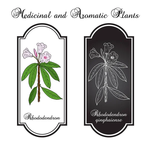 Rhododendron qinghaiense, planta medicinal — Vector de stock